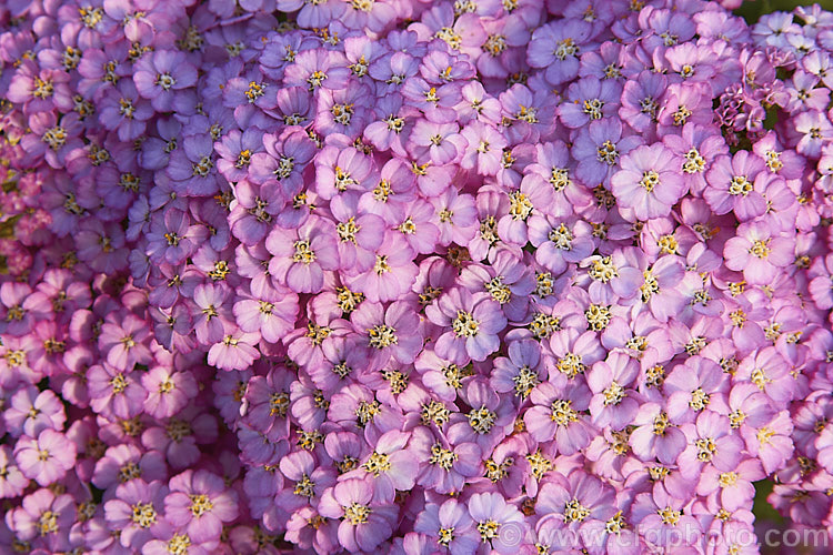 <i>Achillea millefolium</i> 'Apple Blossom', a 1m high, bright lilac pink-flowered cultivar of a vigorous Eurasian perennial that has naturalised in many parts of the world. Order: Asterales, Family: Asteraceae