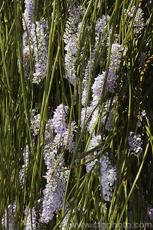 Weeping Broom (<i>Carmichaelia stevensonii [syn. <i>Chordospartium stevensonii</i>]), a near-leafless summer-flowering shrub that occurs naturally in the Marlborough region of the South Island of New Zealand It has an attractive weeping growth habit and can reach 6m tall but is usually considerably smaller. Order: Fabales, Family: Fabaceae