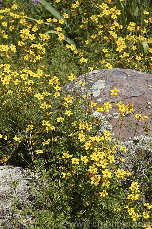 Coreopsis verticillata, a summer flowering, sticky-leafed perennial native to the southeast United States it grows to around 90cm tall and can form quite a large clump. coreopsis-2821htm'>Coreopsis.