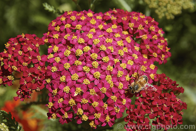 <i>Achillea millefolium</i> 'The Beacon' (syn 'Fanal'), a popular garden cultivar of a vigorous, summer-flowering Eurasian perennial that has naturalised in many parts of the world. Order: Asterales, Family: Asteraceae