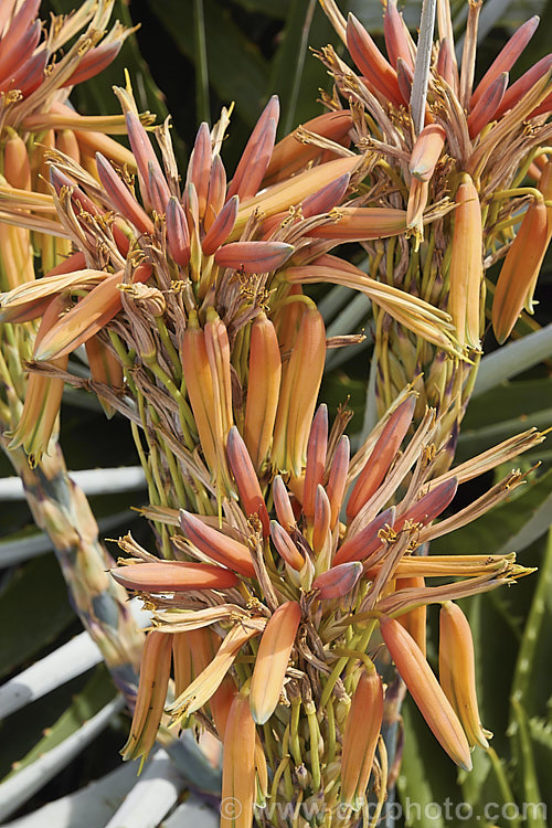 Aloe polyphylla, a spring- to summer-flowering succulent native to Lesotho. It forms spiralled rosettes of pale-edged light green leaves to 30cm long. The 5cm long, red to pink (rarely yellow</i>) flowers are borne in branched inflorescences up to 60cm tall Order: Asparagales, Family: Asphodelaceae