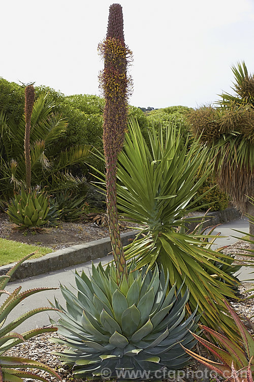 <i>Agave chiapensis</i>, an evergreen succulent endemic to the Mexican state of Chiapas. It forms a single rosette or small clumps or rosettes of light green to grey-green, toothed-edged leaves and produces an erect, usually unbranched flower spike to 2m tall. The densely massed flowers are yellow green and open from reddish purple buds. Order: Asparagales, Family: Asparagaceae