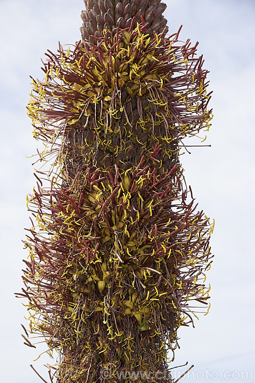 Flowerhead of <i>Agave chiapensis</i>, an evergreen succulent endemic to the Mexican state of Chiapas. It forms a single rosette or small clumps or rosettes of light green to grey-green, toothed-edged leaves and produces an erect, usually unbranched flower spike to 2m tall. The densely massed flowers are yellow green and open from reddish purple buds. Order: Asparagales, Family: Asparagaceae