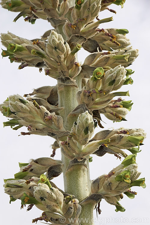 Flowerhead of Puya herzogii, a terrestrial bromeliad native to small areas of Bolivia where it occurs at altitudes of 2300-4000m. The flowerheads grow on stems up to 2m tall, are heavily felted and produce green to greenish yellow flowers