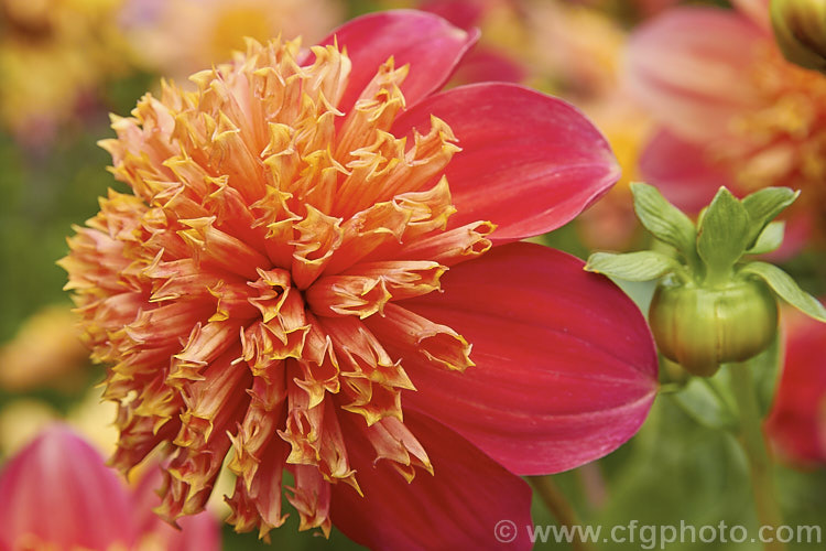 Dahlia 'Eileen. C', a distinctively coloured. Anemone-flowered (<i>Group 2) dahlia that grows to around 90cm tall It was raised by Adamson of New Zealand and introduced around 2006. Order: Asterales, Family: Asteraceae