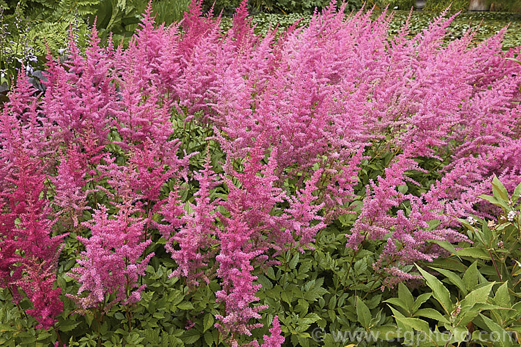 Astilbe 'Maggie. Daley', sometimes listed as a an Astilbe chinensis cultivar, 'Maggie. Daley' is a vigorous hybrid that soon develops into a large clump. It blooms in midsummer and has flower stems to around 70cm tall astilbe-2381htm'>Astilbe. <a href='saxifragaceae-plant-family-photoshtml'>Saxifragaceae</a>.