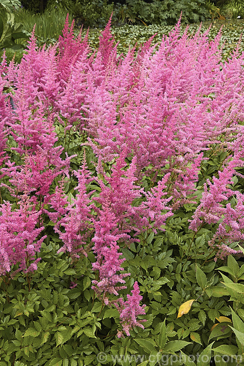 Astilbe 'Maggie. Daley', sometimes listed as a an Astilbe chinensis cultivar, 'Maggie. Daley' is a vigorous hybrid that soon develops into a large clump. It blooms in midsummer and has flower stems to around 70cm tall astilbe-2381htm'>Astilbe. <a href='saxifragaceae-plant-family-photoshtml'>Saxifragaceae</a>.