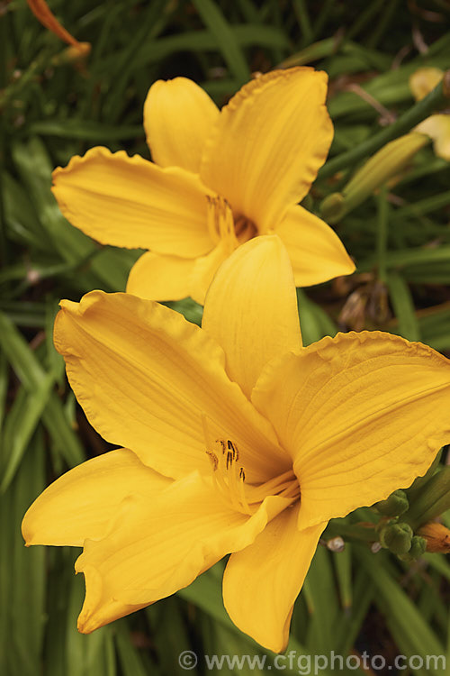 Hemerocallis 'Samar Inca Gold', a daylily hybrid raised by Sullivan and introduced in 1982. Easily cultivated, this Asian perennial's blooms last just one day. However, the flowers open in succession over several weeks. Order: Asparagales, Family: Asphodelaceae