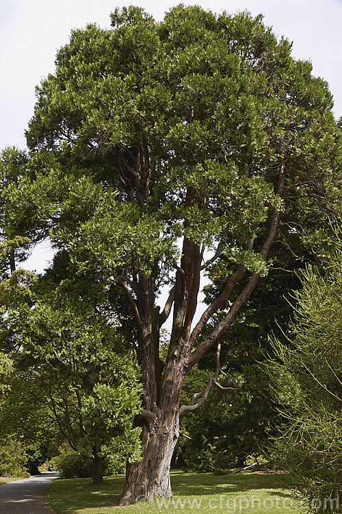 Incense. Cedar (<i>Calocedrus decurrens</i>), an evergreen conifer, up to 45m tall, native to the western United States. There are several cultivated forms. calocedrus-2626htm'>Calocedrus. Order: Pinales, Family: Cupressaceae