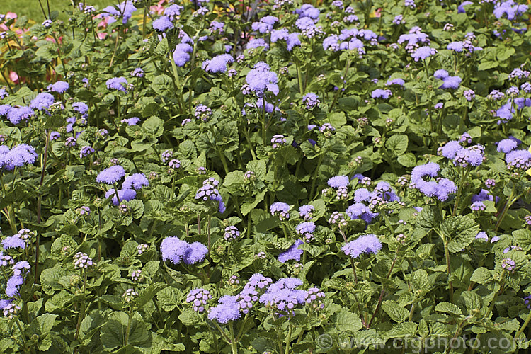 <i>Ageratum houstonianum</i> 'Blue Horizon', a large, bushy ageratum with mid-blue flowerheads in clusters up to 10cm wide. It can grow to 70cm tall x 50cm wide. Order: Asterales, Family: Asteraceae