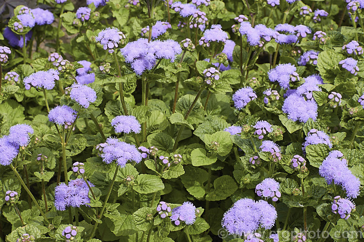 <i>Ageratum houstonianum</i> 'Blue Horizon', a large, bushy ageratum with mid-blue flowerheads in clusters up to 10cm wide. It can grow to 70cm tall x 50cm wide. Order: Asterales, Family: Asteraceae