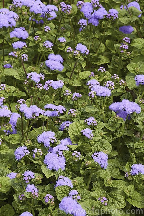 <i>Ageratum houstonianum</i> 'Blue Horizon', a large, bushy ageratum with mid-blue flowerheads in clusters up to 10cm wide. It can grow to 70cm tall x 50cm wide. Order: Asterales, Family: Asteraceae