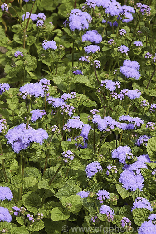 <i>Ageratum houstonianum</i> 'Blue Horizon', a large, bushy ageratum with mid-blue flowerheads in clusters up to 10cm wide. It can grow to 70cm tall x 50cm wide. Order: Asterales, Family: Asteraceae