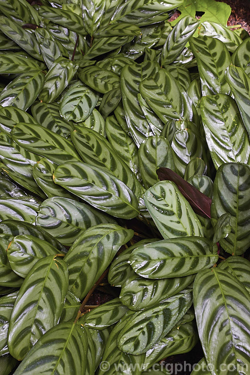 Calathea burle-marxii, an evergreen rhizomatous perennial native to Brazil. It is usually grown as a foliage house plant and its attractively marked leaves can grow to over 50cm long. The species has yellow-green flowerheads, but those of cultivars grown for their flowers of often white or silvery blue.