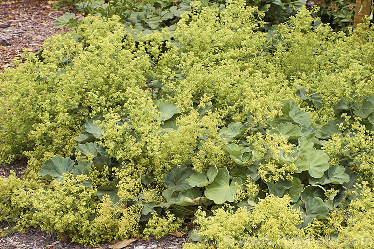 Lady's Mantle (<i>Alchemilla mollis</i>), a summer-flowering herbaceous perennial native to the eastern Carpathian mountains and the Caucasus It has a rather sprawling growth habit and looks especially attractive after rain or heavy dew, when water droplets form silver beads on the finely downy foliage. alchemilla-2275htm'>Alchemilla.