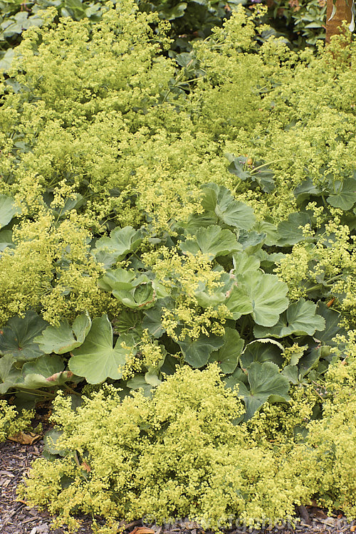 Lady's Mantle (<i>Alchemilla mollis</i>), a summer-flowering herbaceous perennial native to the eastern Carpathian mountains and the Caucasus It has a rather sprawling growth habit and looks especially attractive after rain or heavy dew, when water droplets form silver beads on the finely downy foliage. alchemilla-2275htm'>Alchemilla.