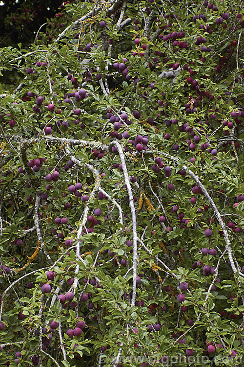 Damson or Damson. Plum (<i>Prunus x domestica subsp. institia [syn. Prunus institia]), a form of plum with small, dark, ovoid fruit with an acidic skin and tart flavour. Damsons are widely used for jams, jellies and other preserves. There are several cultivars that vary in fruit size, shape and colour. Order: Rosales, Family: Rosaceae