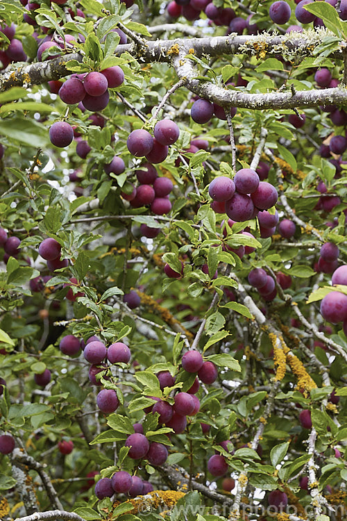 Damson or Damson. Plum (<i>Prunus x domestica subsp. institia [syn. Prunus institia]), a form of plum with small, dark, ovoid fruit with an acidic skin and tart flavour. Damsons are widely used for jams, jellies and other preserves. There are several cultivars that vary in fruit size, shape and colour. Order: Rosales, Family: Rosaceae