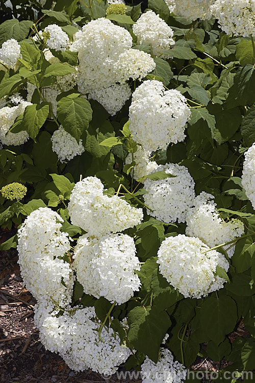 Hydrangea arborescens 'Annabelle', a cultivar of the Smooth. Hydrangea, Wild Hydrangea or Sevenbark, a summer-flowering deciduous shrub native to the eastern United States 'Annabelle' differs from the species in having large flowerheads made up entirely of sterile florets. hydrangea-2128htm'>Hydrangea. <a href='hydrangeaceae-plant-family-photoshtml'>Hydrangeaceae</a>.