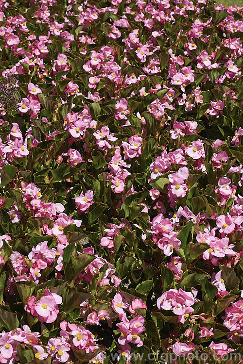 Begonia semperflorens-cultorum 'Bayou'. Green Leaf Pink, one of the many semperflorens hybrids. Derived from several fibrous-rooted species, these small-flowered hybrids occur in green- and red-leaved forms and in a range of flower colours. Although perennial, they are frost-tender and are usually treated as annuals. Order: Cucurbitales, Family: Begoniaceae