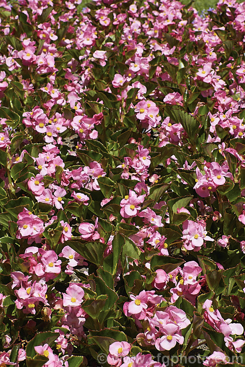 Begonia semperflorens-cultorum 'Bayou'. Green Leaf Pink, one of the many semperflorens hybrids. Derived from several fibrous-rooted species, these small-flowered hybrids occur in green- and red-leaved forms and in a range of flower colours. Although perennial, they are frost-tender and are usually treated as annuals. Order: Cucurbitales, Family: Begoniaceae