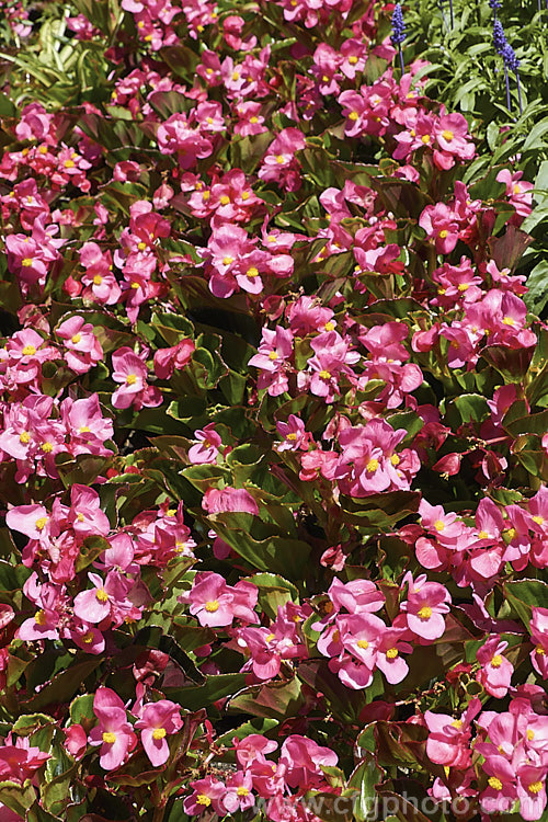 Begonia semperflorens-cultorum 'Bayou'. Green Leaf Rose, one of the many semperflorens hybrids. Derived from several fibrous-rooted species, these small-flowered hybrids occur in green- and red-leaved forms and in a range of flower colours. Although perennial, they are frost-tender and are usually treated as annuals. Order: Cucurbitales, Family: Begoniaceae