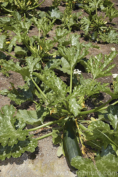 Marrow or Squash (<i>Cucurbita pepo cultivar</i>), a quick-growing summer annual that is used as a vegetable. The names marrows, squash, zucchini and courgette refer to the same plant. When harvested small the fruits are called zucchini or courgette, but if allowed to mature to their full size, which can be 1m long, they are known as marrows or squash. cucurbita-2430htm'>Cucurbita. <a href='cucurbitaceae-plant-family-photoshtml'>Cucurbitaceae</a>.