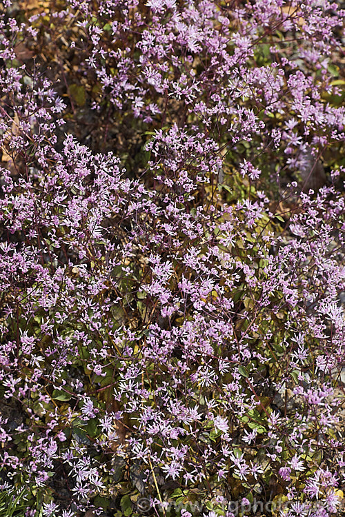 Thalictrum kiusianum, a tiny, spreading perennial native to southern Japan. Its flowers open in summer and are borne on stems usually less than 15cm high and often very short. thalictrum-2040htm'>Thalictrum.