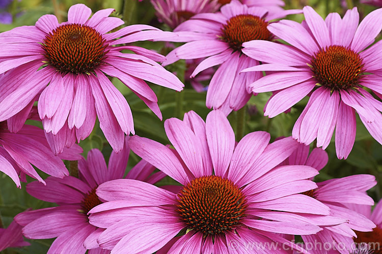 Echinacea purpurea 'Robert. Bloom', a large- and dark-flowered cultivar of the most commonly grown of several eastern US rhizomatous perennials known as cone flowers 'Robert. Bloom' is more compact than the species and has densely packed flowerheads. Echinacea extracts are widely used medicinally in local and commercial herbal remedies. echinacea-2044htm'>Echinacea.