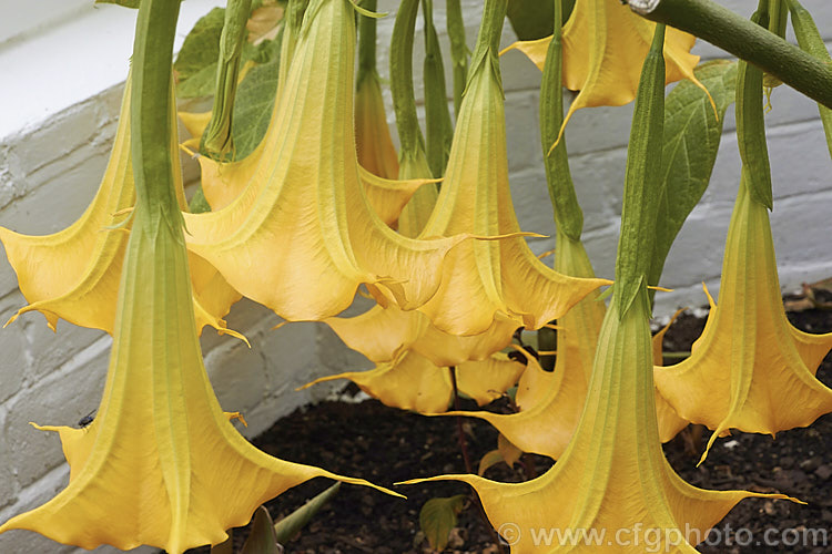 Brugmansia 'Charles Grimaldi', a yellow-flowered Angel's Trumpet hybrid of uncertain origins. It develops into a shrub around 2m tall and flowers heavily in summer. The flowers are scented and most typically a soft golden yellow, though they can range from salmon pink to pale orange. brugmansia-2283htm'>Brugmansia.. brugmansia-2283htm'>Brugmansia.