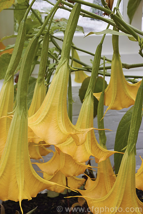 Brugmansia 'Charles Grimaldi', a yellow-flowered Angel's Trumpet hybrid of uncertain origins. It develops into a shrub around 2m tall and flowers heavily in summer. The flowers are scented and most typically a soft golden yellow, though they can range from salmon pink to pale orange. brugmansia-2283htm'>Brugmansia.. brugmansia-2283htm'>Brugmansia.