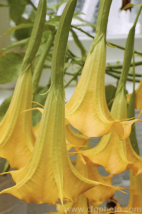 Brugmansia 'Charles Grimaldi', a yellow-flowered Angel's Trumpet hybrid of uncertain origins. It develops into a shrub around 2m tall and flowers heavily in summer. The flowers are scented and most typically a soft golden yellow, though they can range from salmon pink to pale orange. brugmansia-2283htm'>Brugmansia.. brugmansia-2283htm'>Brugmansia.