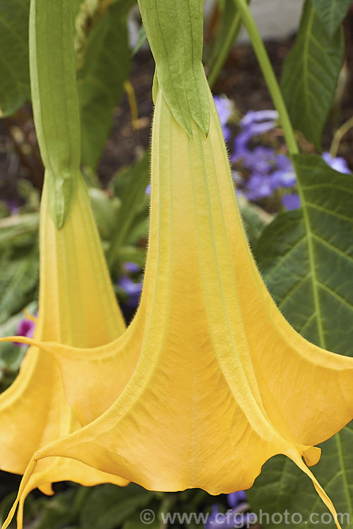 Brugmansia 'Charles Grimaldi', a yellow-flowered Angel's Trumpet hybrid of uncertain origins. It develops into a shrub around 2m tall and flowers heavily in summer. The flowers are scented and most typically a soft golden yellow, though they can range from salmon pink to pale orange. brugmansia-2283htm'>Brugmansia.. brugmansia-2283htm'>Brugmansia.