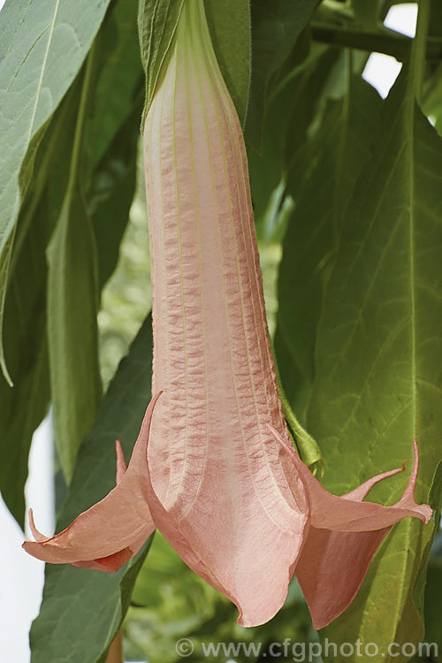 Brugmansia 'Pink Beauty', an Angel's Trumpet hybrid of uncertain origins. It develops into a shrub around 2-2.5m tall and flowers heavily in summer. The flowers are scented and a soft pink shade. The calyx noticeably extends down the tube of the flower, which does not taper sharply, both features that help distinguish it from Brugmansia suaveolens and Brugmansia versicolor. brugmansia-2283htm'>Brugmansia.. brugmansia-2283htm'>Brugmansia.