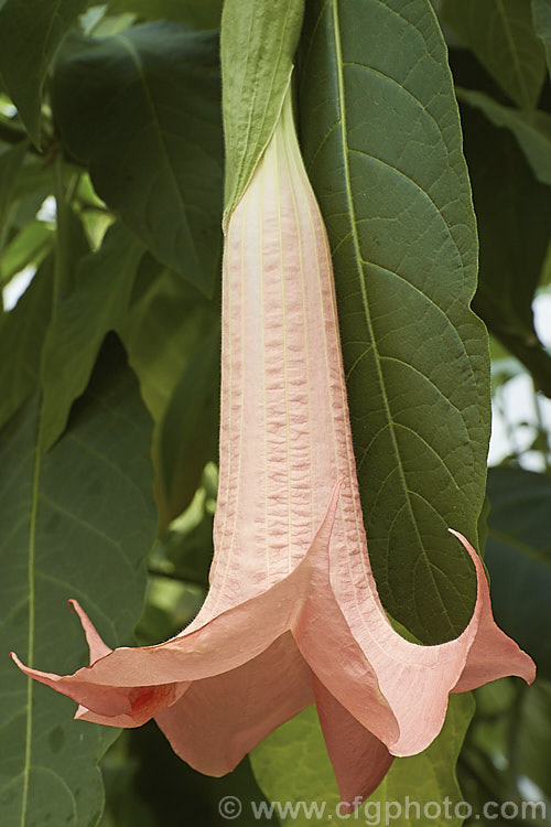 Brugmansia 'Pink Beauty', an Angel's Trumpet hybrid of uncertain origins. It develops into a shrub around 2-2.5m tall and flowers heavily in summer. The flowers are scented and a soft pink shade. The calyx noticeably extends down the tube of the flower, which does not taper sharply, both features that help distinguish it from Brugmansia suaveolens and Brugmansia versicolor. brugmansia-2283htm'>Brugmansia.. brugmansia-2283htm'>Brugmansia.