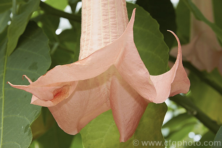 Brugmansia 'Pink Beauty', an Angel's Trumpet hybrid of uncertain origins. It develops into a shrub around 2-2.5m tall and flowers heavily in summer. The flowers are scented and a soft pink shade. The calyx noticeably extends down the tube of the flower, which does not taper sharply, both features that help distinguish it from Brugmansia suaveolens and Brugmansia versicolor. brugmansia-2283htm'>Brugmansia.. brugmansia-2283htm'>Brugmansia.