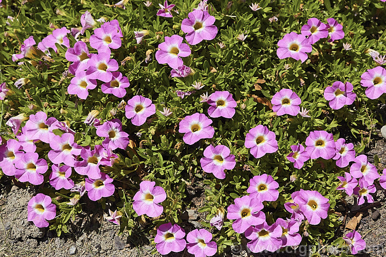 One of the many Calibrachoa cultivars. Resembling small-flowered petunias and often marketed as 'perennial petunias', these trailing plants are ideal for rockery groundcover or hanging baskets