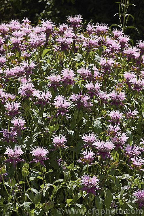 Monarda 'Beauty of Cobham', one of many bergamot hybrids of probable. Monarda didyma and Monarda fistulosa parentage. It grows to around 90cm high. The pink flowers are backed by purplish bracts and the upper foliage and stems are purple-tinted. monarda-3154htm'>Monarda.