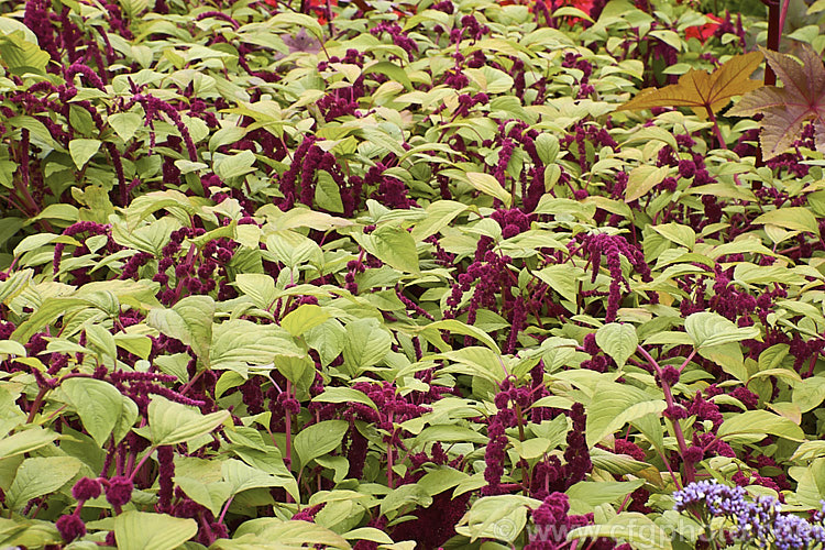 Love Lies. Bleeding, Velvet Flower or Tassel. Flower (<i>Amaranthus caudatus</i>), a short-lived tropical perennial usually seen cultivated as a summer bedding annual. Its long tassels of deep red flowers cascade and can grow to 30cm long. The natural distribution of this species is scattered through the tropics of Africa,Asia and South America. Order: Caryophyllales, Family: Amaranthaceae