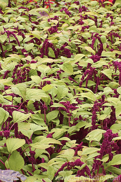 Love Lies. Bleeding, Velvet Flower or Tassel. Flower (<i>Amaranthus caudatus</i>), a short-lived tropical perennial usually seen cultivated as a summer bedding annual. Its long tassels of deep red flowers cascade and can grow to 30cm long. The natural distribution of this species is scattered through the tropics of Africa,Asia and South America. Order: Caryophyllales, Family: Amaranthaceae