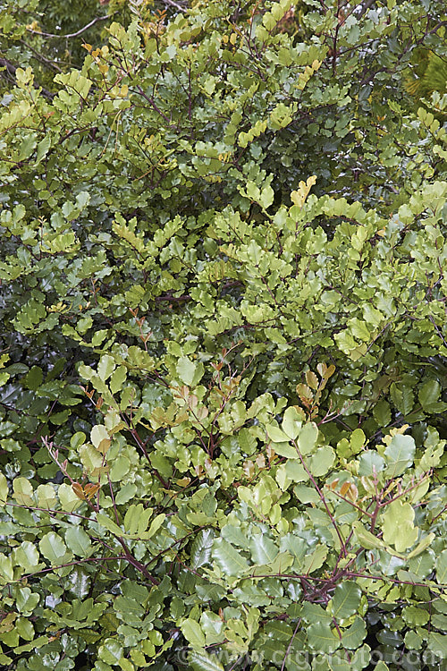 The foliage of the Carob, Locust or St. John's Bread (<i>Ceratonia siliqua</i>), a deciduous shrub or small tree to 10m tall It is found naturally from the western Mediterranean to the Arabian. Peninsula and East Africa. Its small green flowers are followed by pods with seeds that can be used as a chocolate substitute. Order: Fabales, Family: Fabaceae