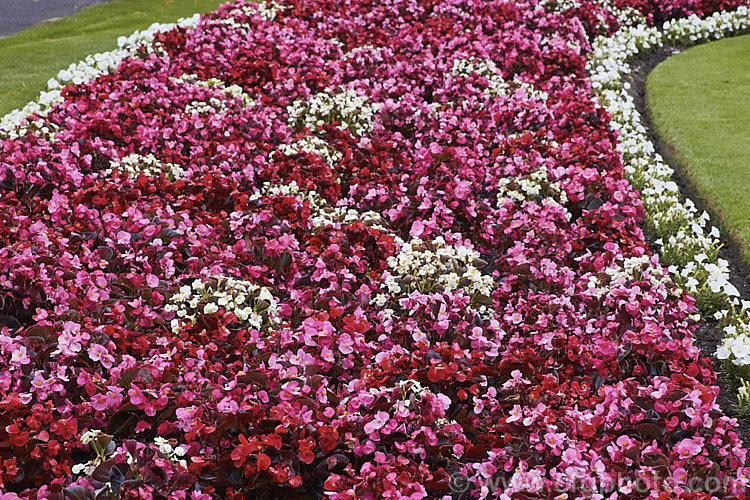 Bedding Begonias or Wax Begonias (<i>Begonia semperflorens-cultorum hybrids</i>). Derived from several fibrous-rooted species, these small-flowered hybrids occur in green- and red-leaved forms and in a range of flower colours. Although perennial, they are frost-tender and are usually treated as annuals. Order: Cucurbitales, Family: Begoniaceae