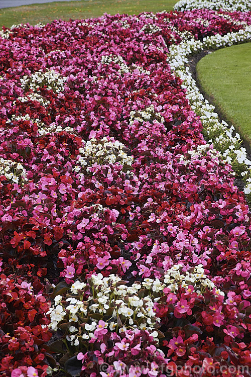 Bedding Begonias or Wax Begonias (<i>Begonia semperflorens-cultorum hybrids</i>). Derived from several fibrous-rooted species, these small-flowered hybrids occur in green- and red-leaved forms and in a range of flower colours. Although perennial, they are frost-tender and are usually treated as annuals. Order: Cucurbitales, Family: Begoniaceae