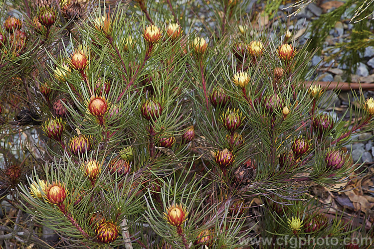 Featherbush (<i>Aulax cancellata</i>), an evergreen. South African shrub that grows to 25m tall It occur naturally at altitudes up to 1200m and is will tolerate moderate frosts. This photo shows the female flowerheads before they are fully open, when the red bract colour is most intense. aulax-2389htm'>Aulax.