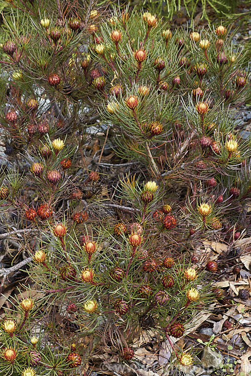 Featherbush (<i>Aulax cancellata</i>), an evergreen. South African shrub that grows to 25m tall It occur naturally at altitudes up to 1200m and is will tolerate moderate frosts. This photo shows the female flowerheads before they are fully open, when the red bract colour is most intense. aulax-2389htm'>Aulax.