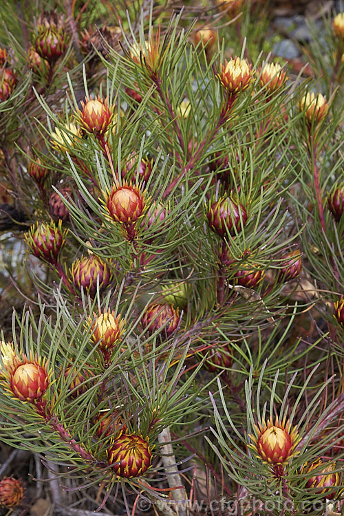 Featherbush (<i>Aulax cancellata</i>), an evergreen. South African shrub that grows to 25m tall It occur naturally at altitudes up to 1200m and is will tolerate moderate frosts. This photo shows the female flowerheads before they are fully open, when the red bract colour is most intense. aulax-2389htm'>Aulax.