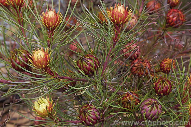 Featherbush (<i>Aulax cancellata</i>), an evergreen. South African shrub that grows to 25m tall It occur naturally at altitudes up to 1200m and is will tolerate moderate frosts. This photo shows the female flowerheads before they are fully open, when the red bract colour is most intense. aulax-2389htm'>Aulax.