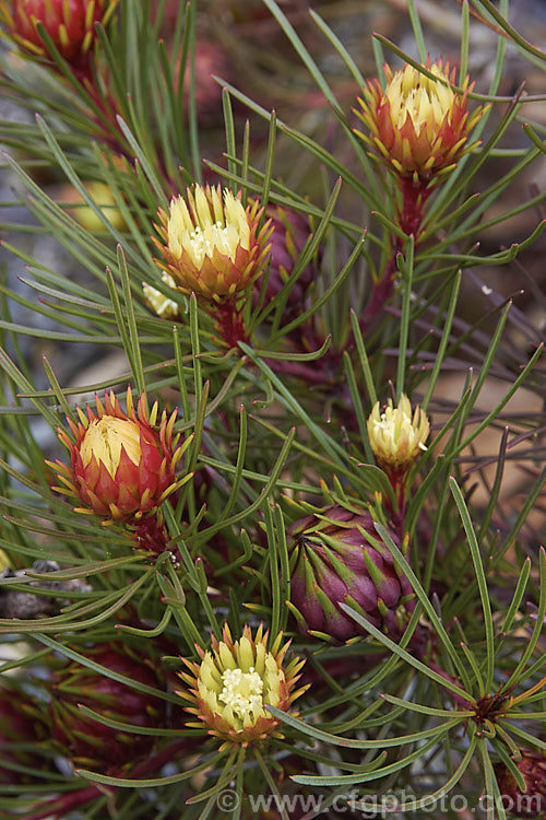 Featherbush (<i>Aulax cancellata</i>), an evergreen. South African shrub that grows to 25m tall It occur naturally at altitudes up to 1200m and is will tolerate moderate frosts. This photo shows the female flowerheads before they are fully open, when the red bract colour is most intense. aulax-2389htm'>Aulax.