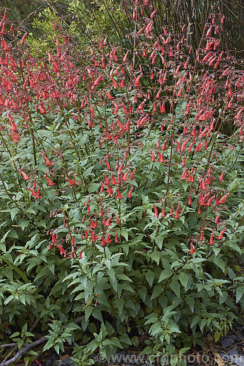 Phygelius capensis photo at Pictures of Plants stock image library