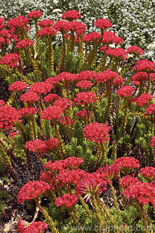 Crassula Coccinea Photo At Pictures Of Plants Stock Image Library